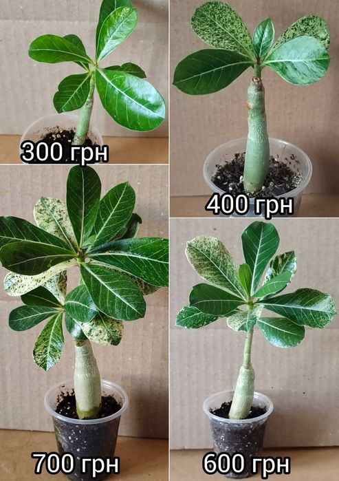 Адениум вариегатный махровый