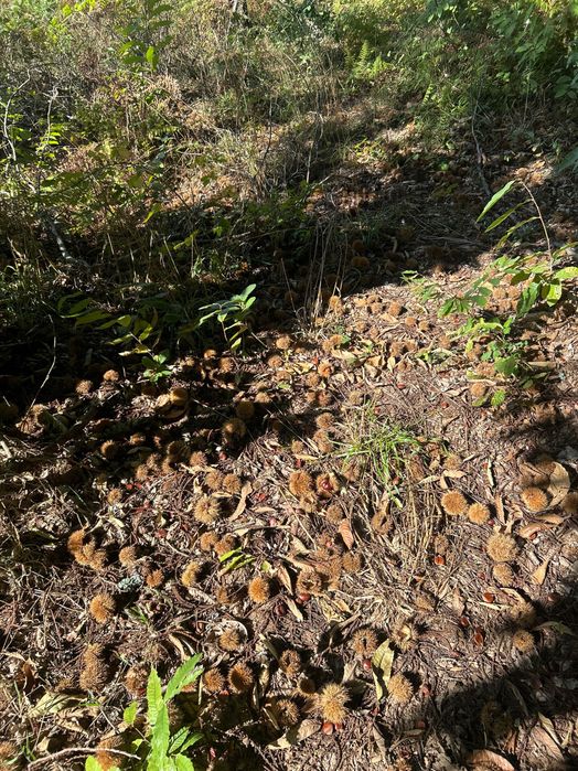 Vendo Produção de Castanha na Árvore (30 Castanheiros) - Santa Maria da Feira