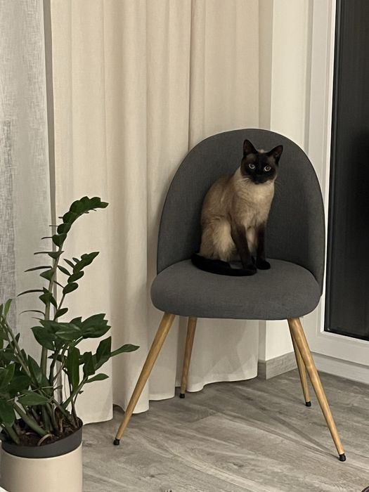 Krzesło jysk KOKKEDAL szary/naturalny dąb