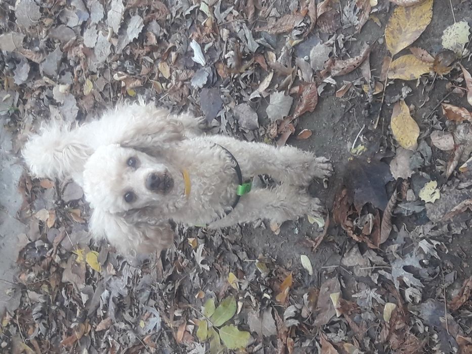 Вязка пудель