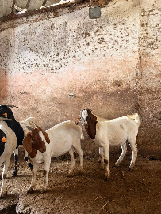 Vendo cabritas e cabritos Boer animais muito bonitos e muito bem tratados
