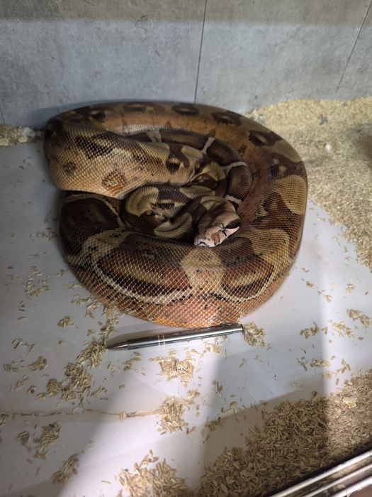 Wąż duży samica 4 lata