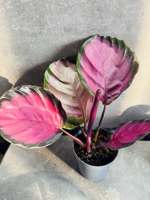 Калатея Кримсон (розі)