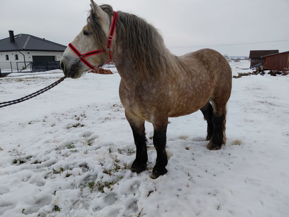 Ogier z licencja siwy szpak