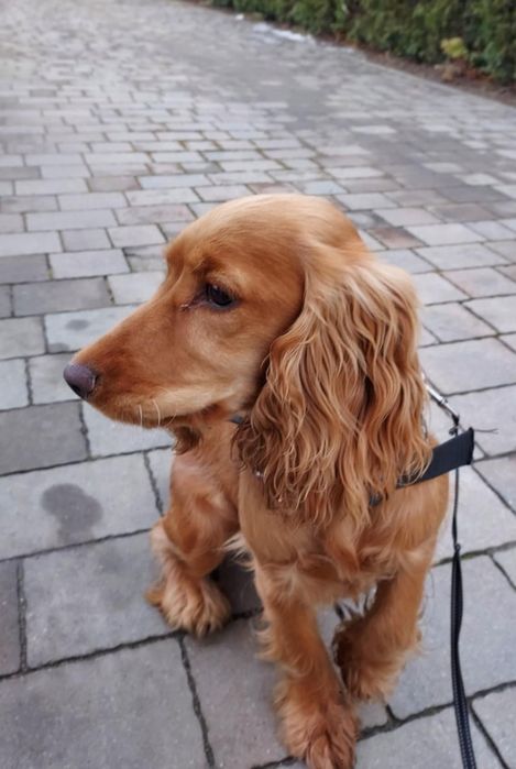 Cocker spaniel angielski