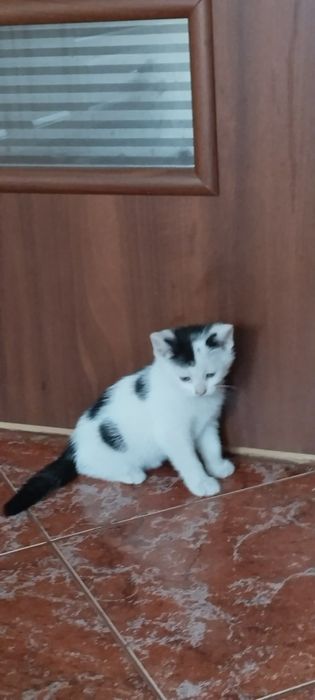 Oddam kotke w dobre ręce