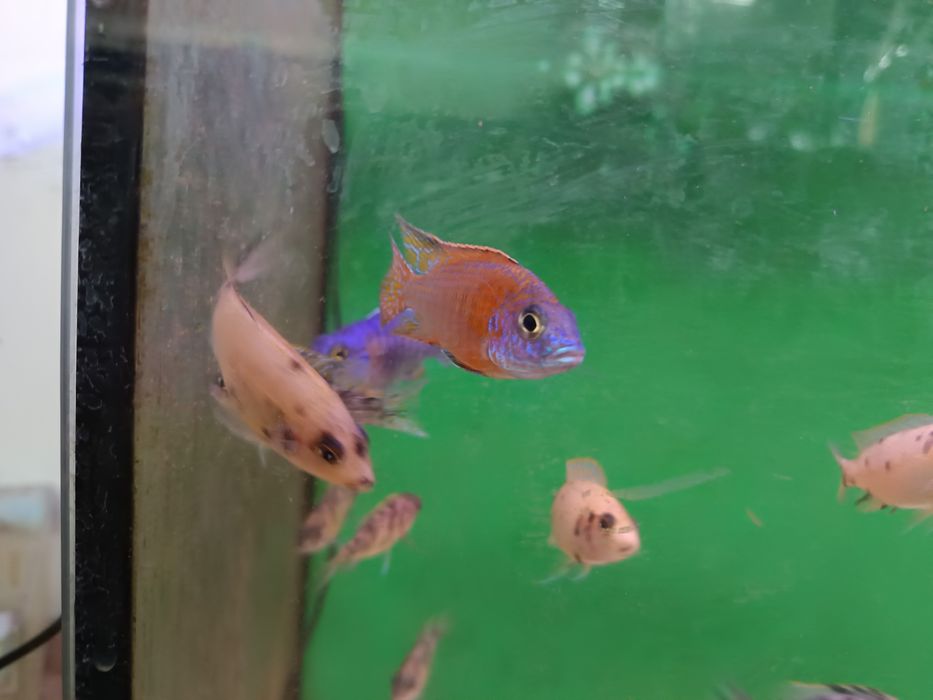 Tenho para venda aulonocaras