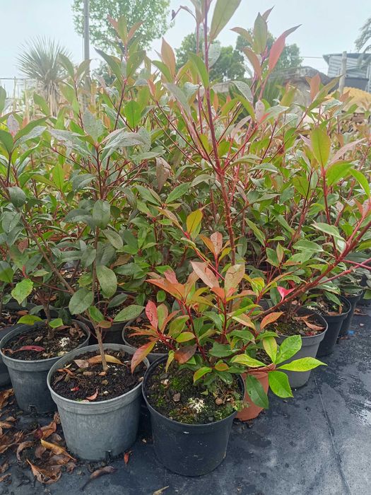 Photinia/ fotinia para jardim