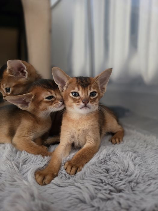 Kot abisynski kotek abisynski kociak