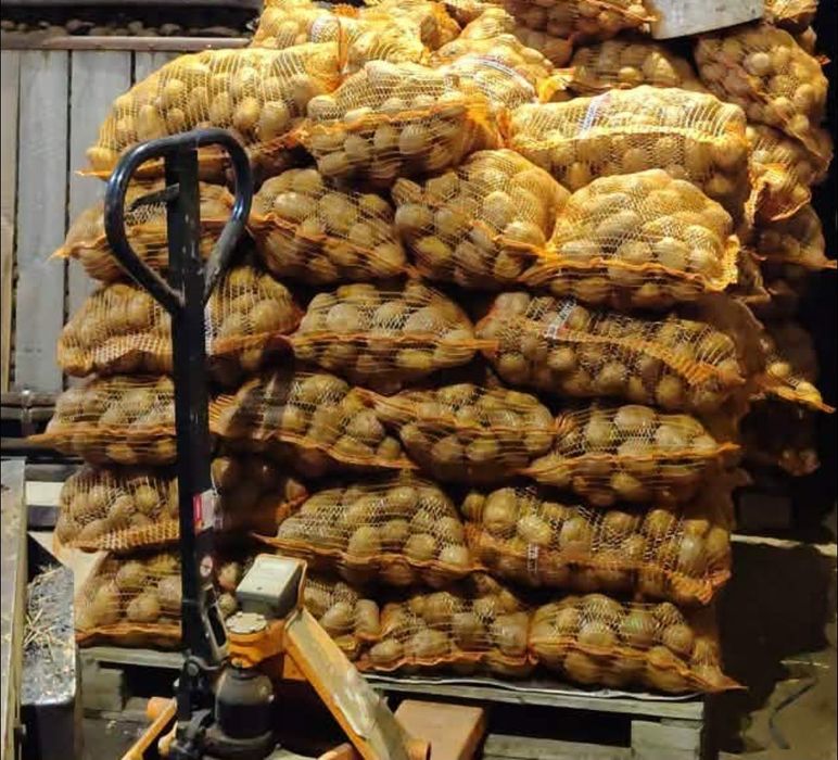 Ziemniaki jadalne Denar Vineta kal. 30-55