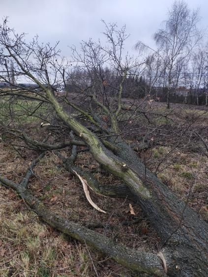 Sprzedam dwie kłody dębu