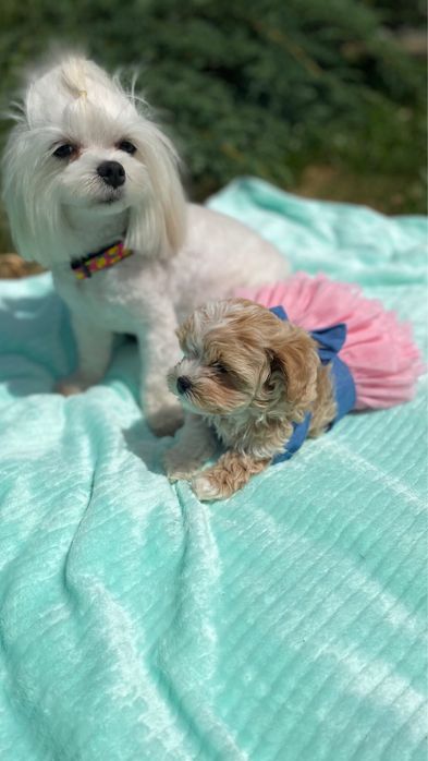 Шикарні дівчата мальтіпу