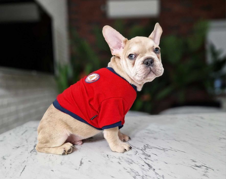 Детки конфетки! Щенки французского бульдога!