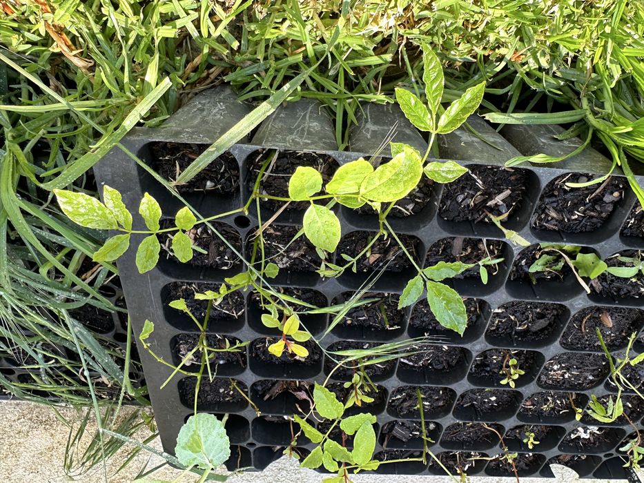 Trepadeira glicinia roxa em pezinhos germinadas
