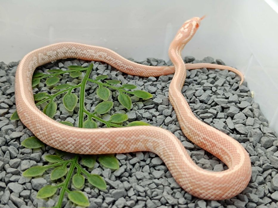 Węże zbożowe z hodowli SneakySnakes - Snow Tessera Super Redfactor ph. 66% Motley/Stripe / Samica / ID: K2