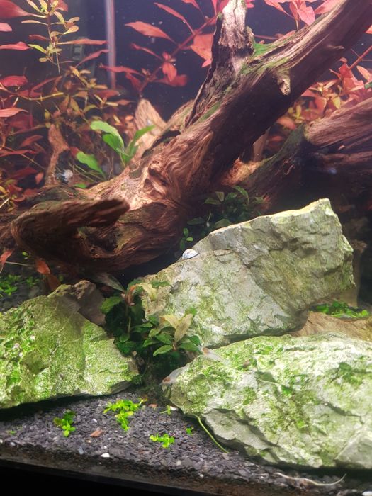Akwarium 19 l z roślinami i krewetkami