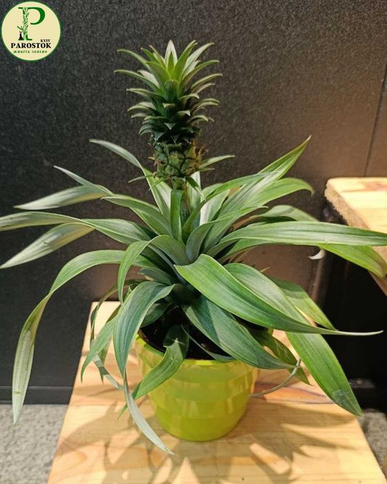 Ананас Карликовий Кімнатний (Ananas Nanus)