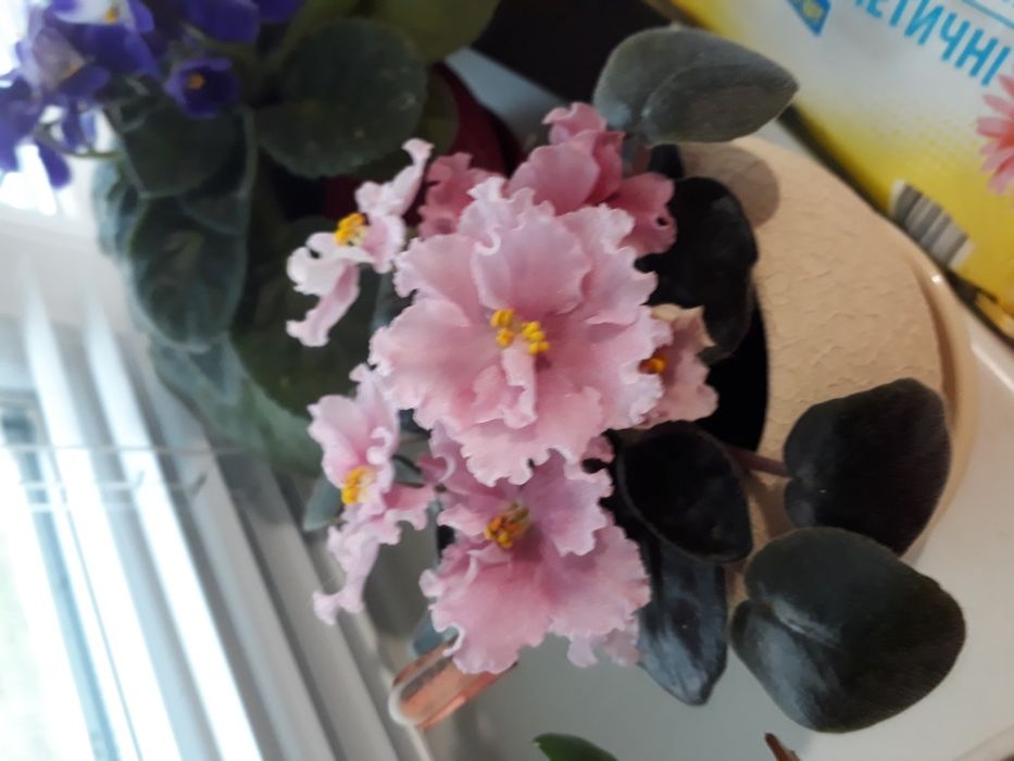 Фіалка сортова набір діток 6 шт.мікс