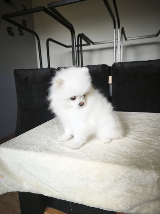 Szpic miniaturowy pomeranian