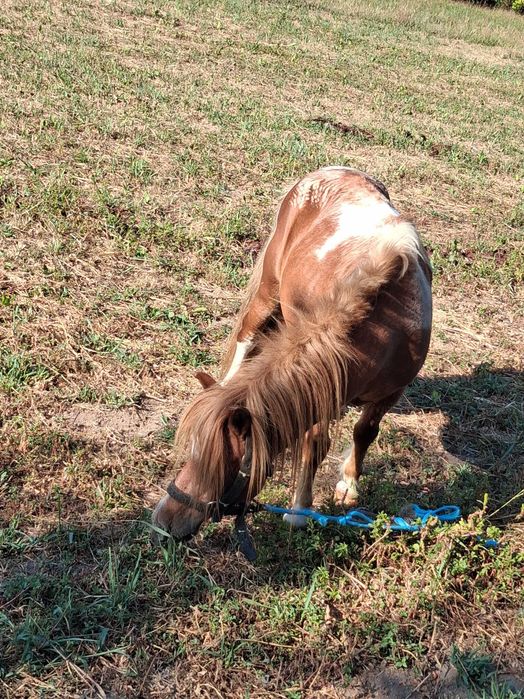 Vendo pónei macho enteiro muito meigo