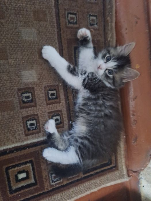 Малюки шукають люблячу родину