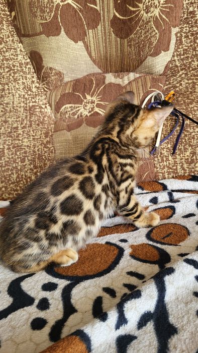 Бенгальские котята клубные.