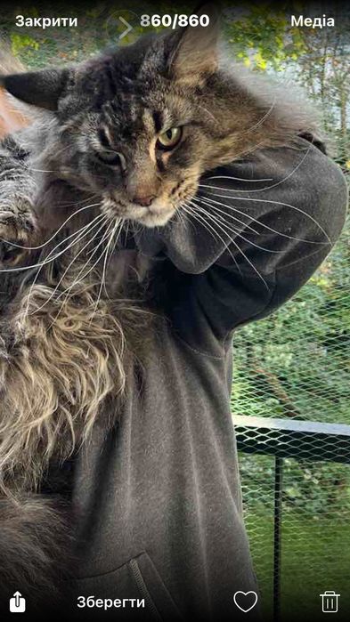 Kot do krycia Maine Coon