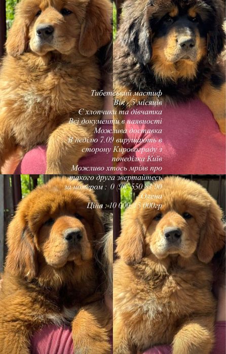 Тибетський мастиф