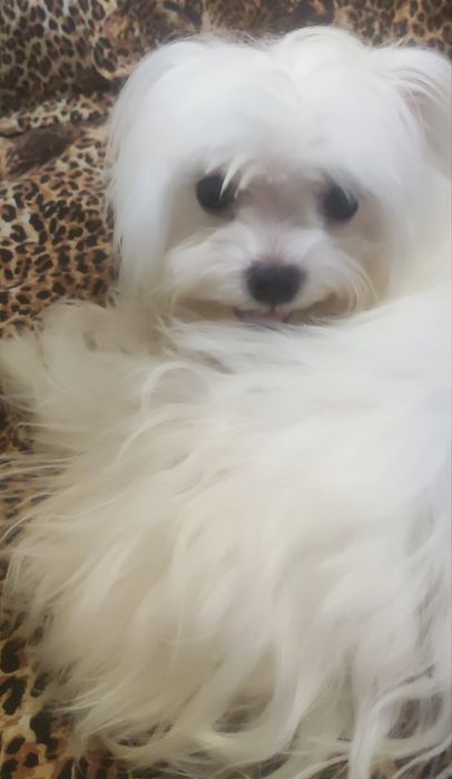 мальтийская болонка мини мальчик