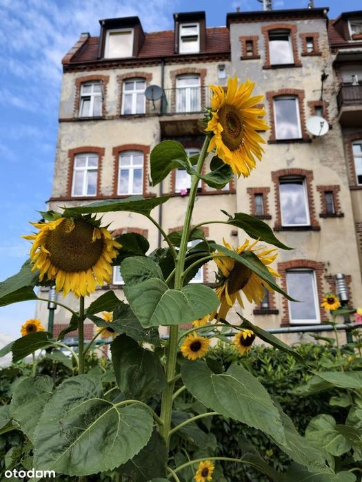 Klimatyczne mieszkanie 3 pokoje Śródka Ostrówek