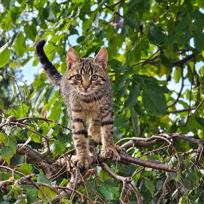 Florek kot adopcja schronisko kocurek