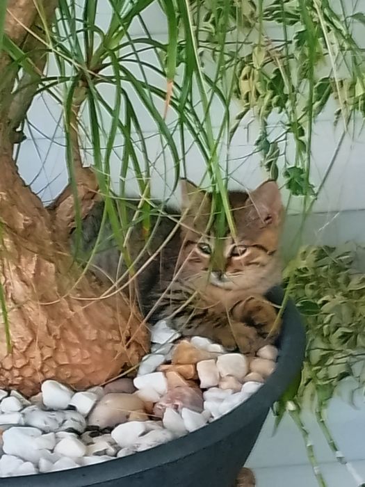 Plantas variadas de diversos tamanhos. tamanhos