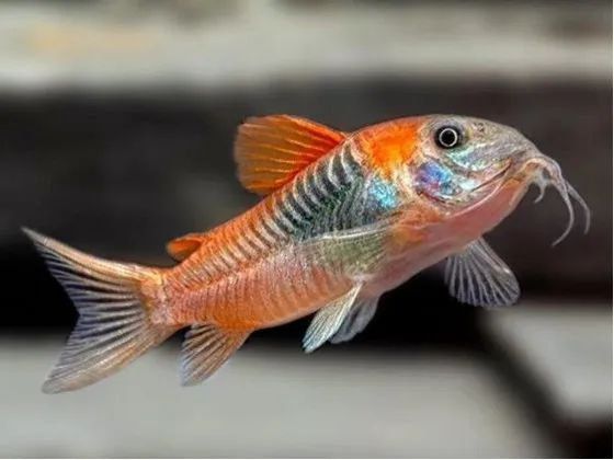 Коридорас оранж Венесуела рибка акваріумна