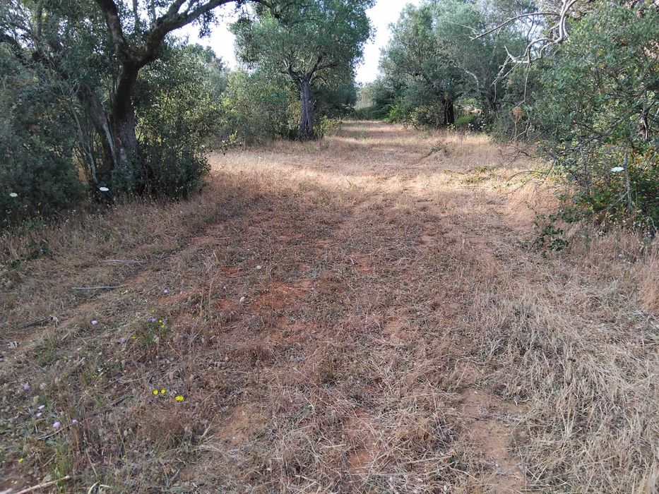 2,5 hectares de olival tradicional em Vila Boim