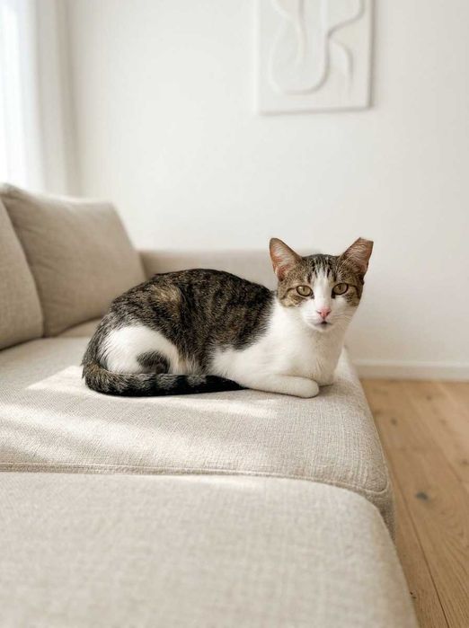 Setúbal e arredores / Margem Sul — SNOWY e FLOR, gatinhas para adoção