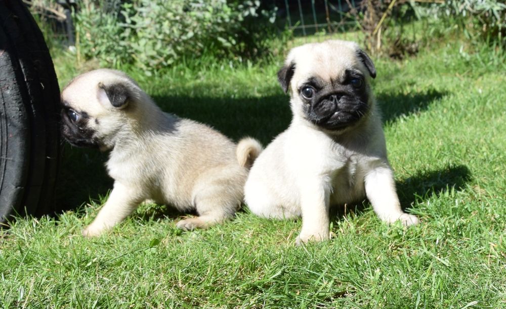 Mops mopsik mopsy ZKwP FCI