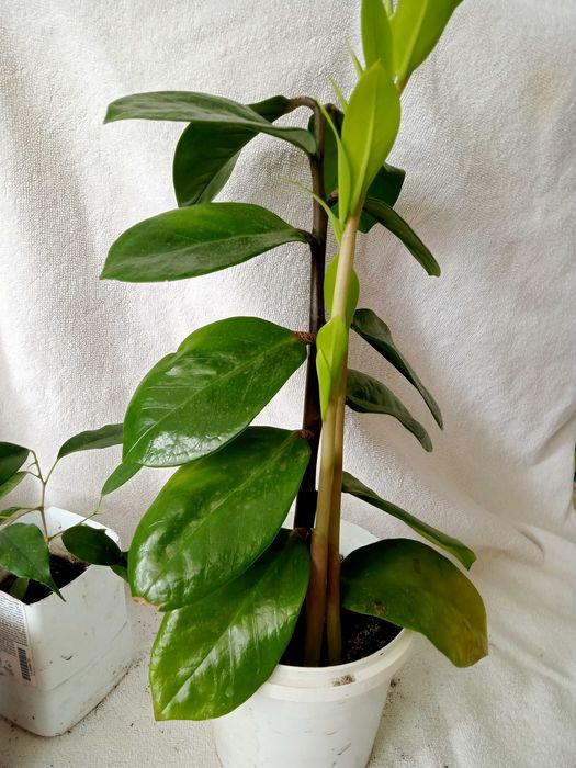 Кімнатний Заміокулькас, фікус Бенджаміна