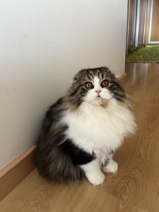 Haighland fold femea