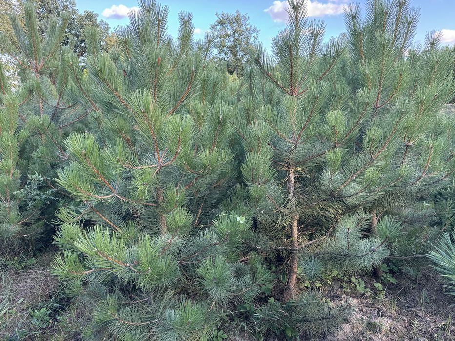 Sosna czarna 200cm
