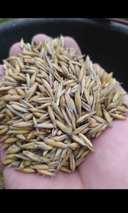 Owies harnaś  harnaś