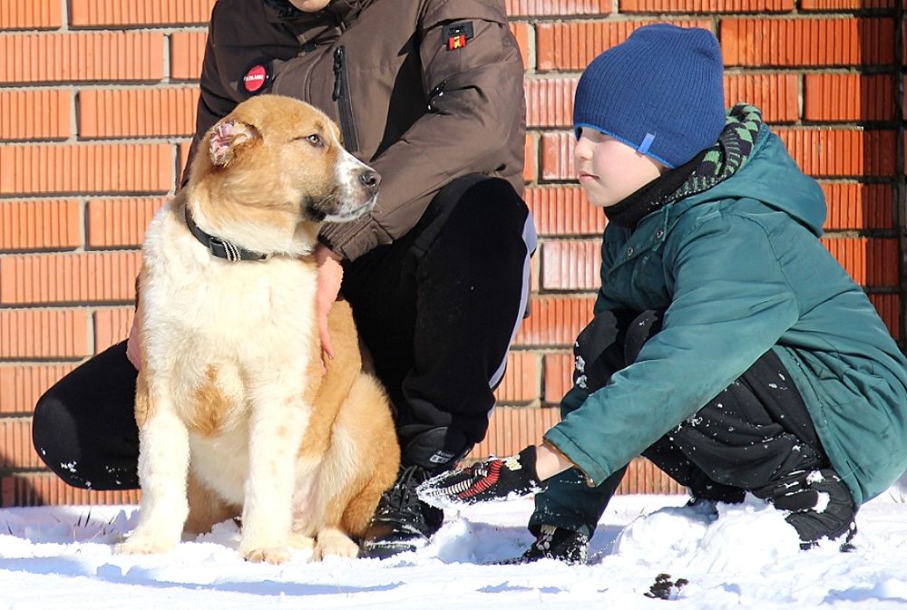 Цуценя  вовкодава.