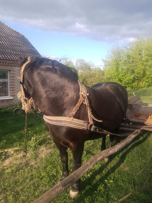 Продам кобилу 11років