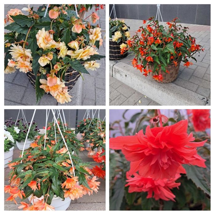 Розсада ампельної бегонії Беліконія (Bellaconia); кашпо для квітів