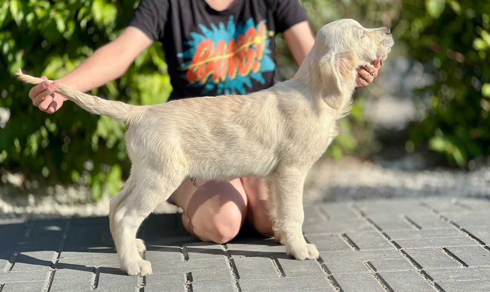 Ciemno kremowy (biszkoptowy) Piesek | Golden retriever |