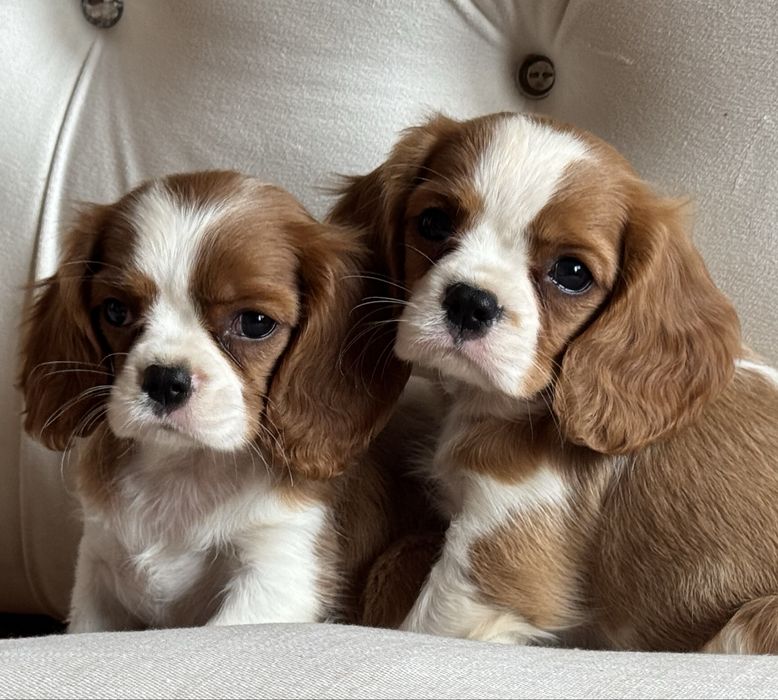 Cavalier King Charles Spaniel szczeniak z rodowodem