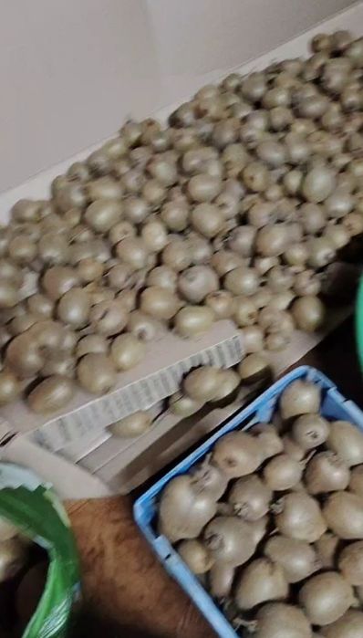 Vendo kiwi biológicos 0 produtos.