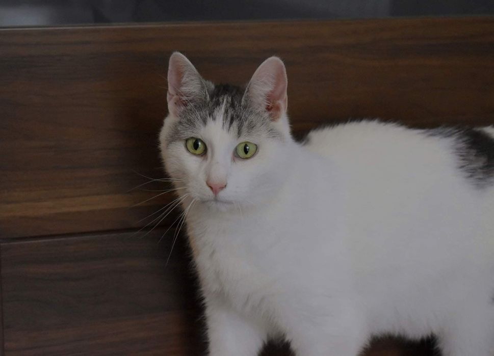 Słodki Diego czeka na adopcje