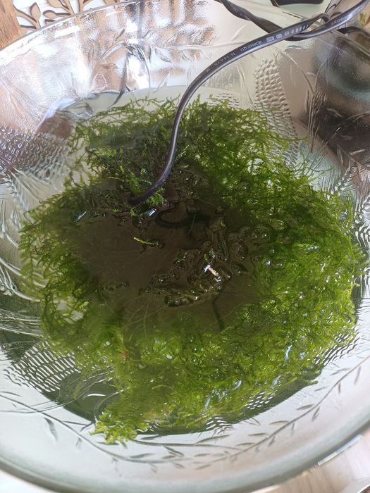 Musgo de java para aquário