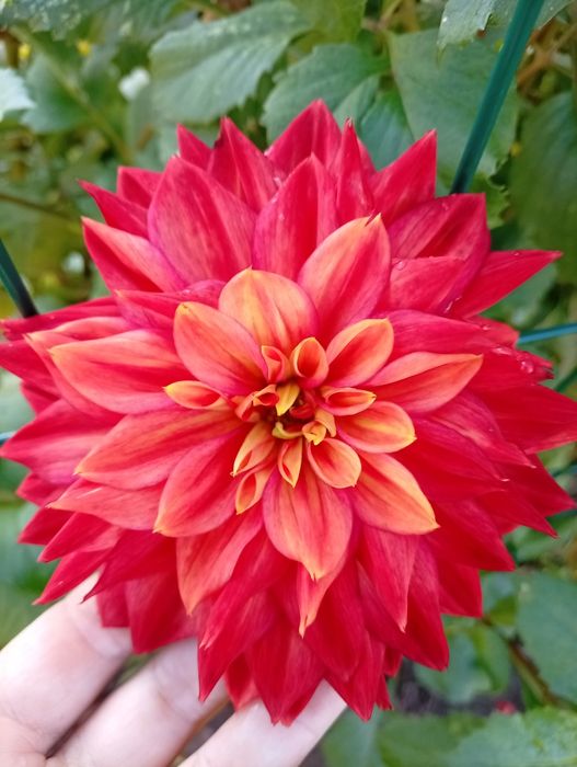 Mix Dalia ,georginia