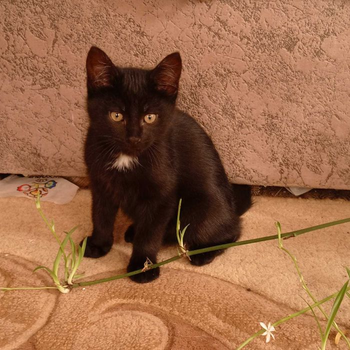 Котята в хорошие руки